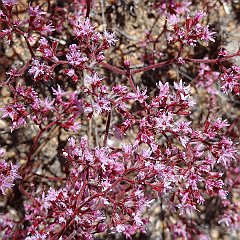 chorizanthe fimbriata - fringed spineflower